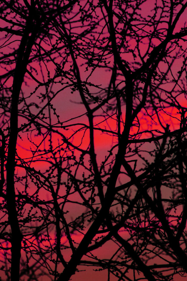 FondoMorado2 600x900